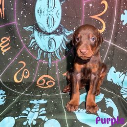 Purple - Red and rust female Doberman Pinscher puppy in Louisville, Kentucky from Ruiz Dobermans