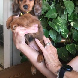 Dachshund Puppies from Windy Ridge Miniatures