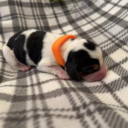 Orange Collar - Black white and tan male Beagle puppy in Princeton, Minnesota from Thor’s Beagles & Maha’s Staffy