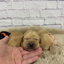 Third Pick Female - Yellow female Labrador Retriever puppy in Edgewood, New Mexico from Pageant Paws LLC