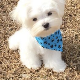 Maltese Puppies from Kristy Humphries