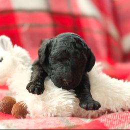 Poodle Puppies from SparrowSong Poodles
