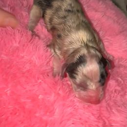 Luna - Blue merle female Australian Shepherd puppy in Chaplin, Connecticut from Mystic Moon