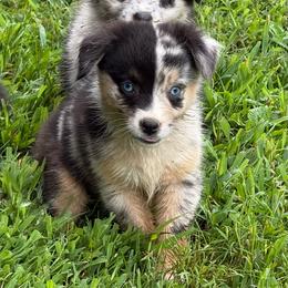 Rune - Blue merle male Miniature Australian Shepherd puppy in Patterson, North Carolina from DreamLine Aussies