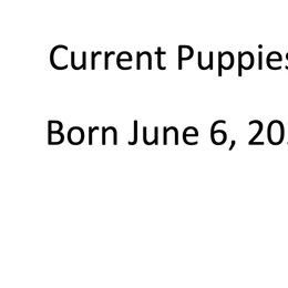 Shetland Sheepdog Puppies from Ashton