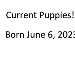 Shetland Sheepdog Puppies from Ashton