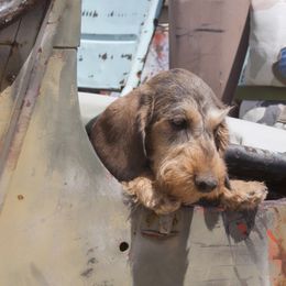 Dachshund Puppies from Briarwire Dachshunds