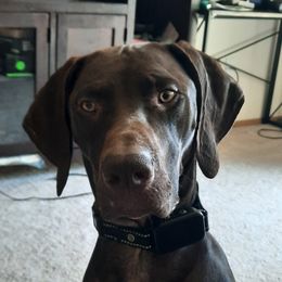 Kudo - German Shorthaired Pointer