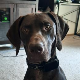 Kudo - German Shorthaired Pointer