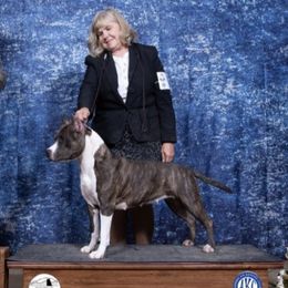 Otter - American Staffordshire Terrier