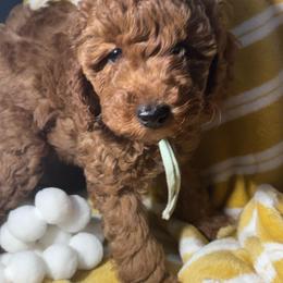 Seabreeze - Red  female Poodle puppy in Seminole, Oklahoma from TruPoodles, Oklahoma AKC Mini poodles