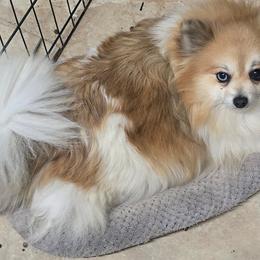 Lexi lou - Orange parti female Pomeranian puppy in Pickton, Texas from Mandy's Precious Poms