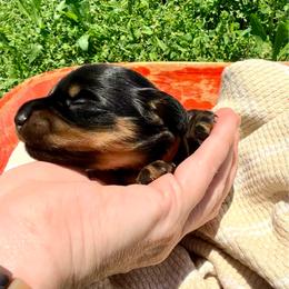 Sprout - Black and tan male Dachshund puppy in Mabank, Texas from Lovin’ Li’s Furry Sausages