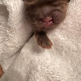 Quasimodo - Chocolate and tan male Shih Tzu puppy in Lakeland, Florida from The Townsend Tzu
