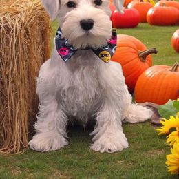 Reduced - White male Miniature Schnauzer puppy in Houston, Texas from Haughton Farm