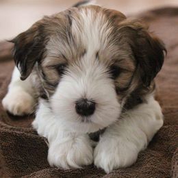 Golden Retriever and Havanese Puppies from Starrdust Goldens