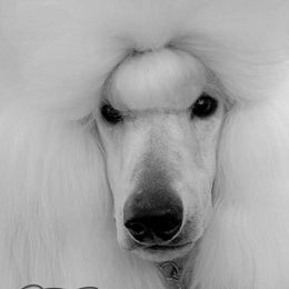 Terra - Poodle