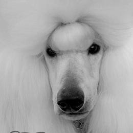 Terra - Poodle