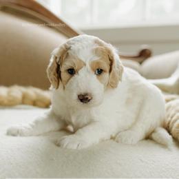 Jan - Parti female Goldendoodle puppy in Hiddenite, North Carolina from Rose and Reid Doodles
