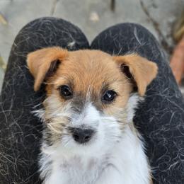 Stars 'N Stripes - White and tan male Russell Terrier puppy in Royal Oaks, California from Rose In Vale Russell Terriers