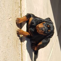 Rottweiler Puppies from Gottlïchen Rottweilers