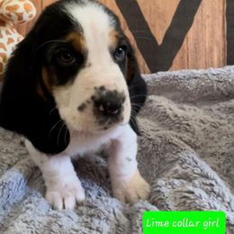 Basset Hound Puppies from Baggy Butt Bassets