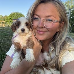 Cherry - Purple collar girl - Red  female Goldendoodle puppy in Ruthorfordton, North Carolina from Duncan Doodles Goldendoodles