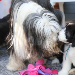 Bearded Collie Puppies from Bodacious Beardies