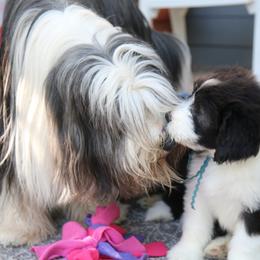 Bearded Collie Puppies from Bodacious Beardies