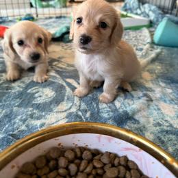 Dachshund Puppies from SWEET HONEY MINI DOXXIES