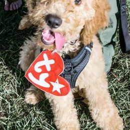 Cavapoos, Cockapoos, Goldendoodles, and Poodles from Jolidoodles