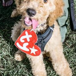 Cavapoos, Cockapoos, Goldendoodles, and Poodles from Jolidoodles
