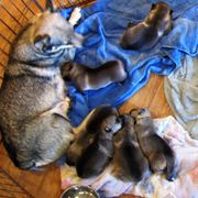 Australian Shepherds and Swedish Vallhunds from SunFire Kennel