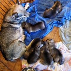 Australian Shepherds and Swedish Vallhunds from SunFire Kennel