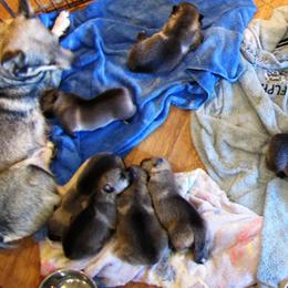 Australian Shepherds and Swedish Vallhunds from SunFire Kennel