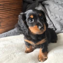 Jet (Black and tan male) - Black and tan male Dachshund puppy in Excel, Alabama from CJ’s Little Palace