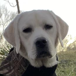 Ruger - Labrador Retriever