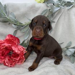 Sawyer - Red and rust female Doberman Pinscher puppy in Boyd, Texas from Team Feem Breeders