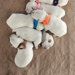 3rd Pick Male - White male West Highland White Terrier puppy in Mayo, Florida from Carrot Tails LLC