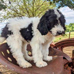 Zircon - Black and white Sheepadoodle puppy in Cleburne, Texas from DoodlesOjoy
