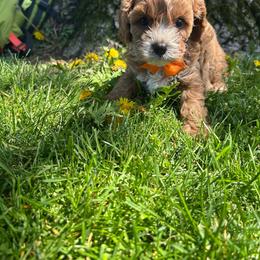 Bob - Red male Cavapoo puppy in Mint Hill, North Carolina from DoodleForever
