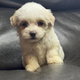 Baby Green - Parti male Maltipoo puppy in Berea, Kentucky from Blair’s Furry Friends