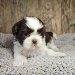 Tara - Brindle and white female Shih Tzu puppy in Mountain Grove, Missouri from Precious Puppies