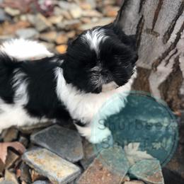 Shih Tzu Puppies from Shurbeez Shih Tzu