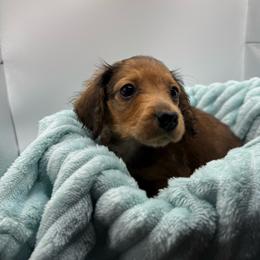 Relish - Cream male Dachshund puppy in Mountain Home, Arkansas from Furry Friends Kennel