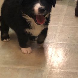 Miniature American Shepherd and Miniature Australian Shepherd Puppies from Idaho Mountain Mini Aussies