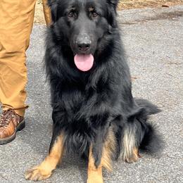 Elvis - German Shepherd
