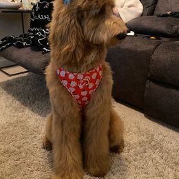 Goldendoodle All Grown Up from Anytime Doodles