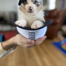 Australian Shepherd Puppies from FoxRest Australian Shepherds