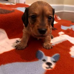 Patriot - Red male Dachshund puppy in Clarksdale, Mississippi from Bo Didley's Doxies